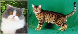 British Longhair vs Bristol - Breed Comparison