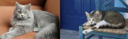 British Semi-Longhair vs Aegean - Breed Comparison