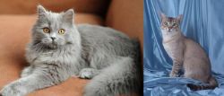 British Semi-Longhair vs American Keuda - Breed Comparison