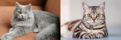 British Semi-Longhair vs American Shorthair - Breed Comparison