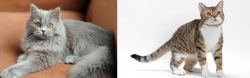 British Semi-Longhair vs American Wirehair - Breed Comparison