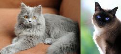 British Semi-Longhair vs Applehead Siamese - Breed Comparison