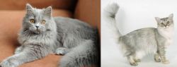 British Semi-Longhair vs Asian Semi-Longhair - Breed Comparison
