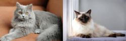 British Semi-Longhair vs Balinese - Breed Comparison
