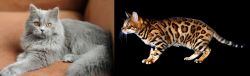 British Semi-Longhair vs Bengal - Breed Comparison