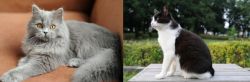 British Semi-Longhair vs Bicolor - Breed Comparison
