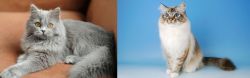 British Semi-Longhair vs Birman - Breed Comparison