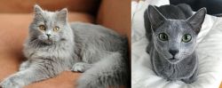 British Semi-Longhair vs Blue Russian - Breed Comparison