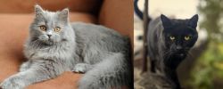 British Semi-Longhair vs Bombay - Breed Comparison