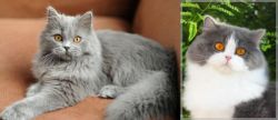 British Semi-Longhair vs British Longhair - Breed Comparison