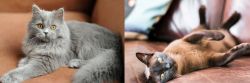 British Semi-Longhair vs Burmese - Breed Comparison