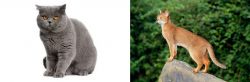 British Shorthair vs Abyssinian - Breed Comparison