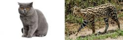 British Shorthair vs African Serval - Breed Comparison