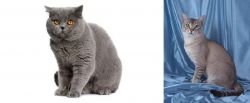 British Shorthair vs American Keuda - Breed Comparison