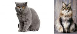 British Shorthair vs American Longhair - Breed Comparison