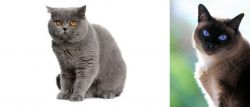 British Shorthair vs Applehead Siamese - Breed Comparison
