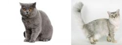 British Shorthair vs Asian Semi-Longhair - Breed Comparison