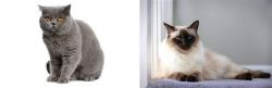 British Shorthair vs Balinese - Breed Comparison