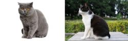 British Shorthair vs Bicolor - Breed Comparison