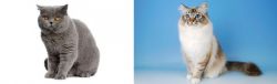 British Shorthair vs Birman - Breed Comparison