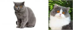 British Shorthair vs British Longhair - Breed Comparison