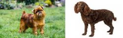 Brussels Griffon vs American Water Spaniel - Breed Comparison