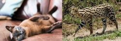 Burmese vs African Serval - Breed Comparison
