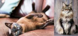 Burmese vs American Longhair - Breed Comparison