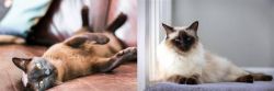 Burmese vs Balinese - Breed Comparison
