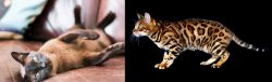 Burmese vs Bengal - Breed Comparison