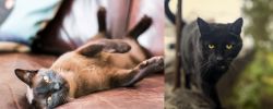 Burmese vs Bombay - Breed Comparison