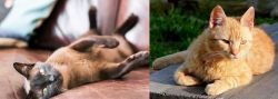 Burmese vs Brazilian Shorthair - Breed Comparison