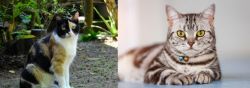 Calico vs American Shorthair - Breed Comparison