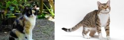 Calico vs American Wirehair - Breed Comparison