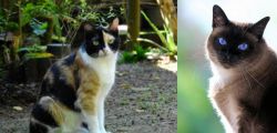 Calico vs Applehead Siamese - Breed Comparison