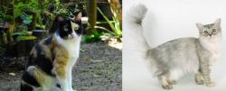 Calico vs Asian Semi-Longhair - Breed Comparison