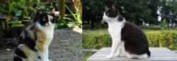 Calico vs Bicolor - Breed Comparison