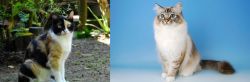 Calico vs Birman - Breed Comparison