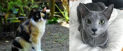 Calico vs Blue Russian - Breed Comparison