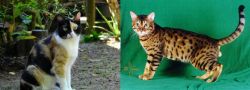 Calico vs Bristol - Breed Comparison