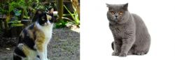 Calico vs British Shorthair - Breed Comparison