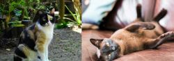 Calico vs Burmese - Breed Comparison