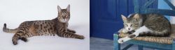 California Spangled Cat vs Aegean - Breed Comparison