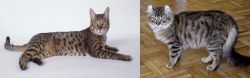 California Spangled Cat vs American Curl - Breed Comparison