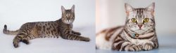 California Spangled Cat vs American Shorthair - Breed Comparison