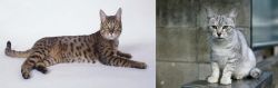California Spangled Cat vs Australian Mist - Breed Comparison