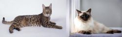 California Spangled Cat vs Balinese - Breed Comparison