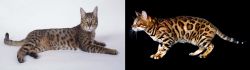California Spangled Cat vs Bengal - Breed Comparison