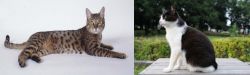 California Spangled Cat vs Bicolor - Breed Comparison