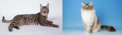 California Spangled Cat vs Birman - Breed Comparison